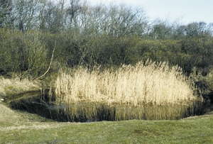 laichgewaesser_grasfrosch_borkum_rp.jpg