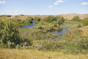 stillgewaesser_spiekeroog_rp.jpg