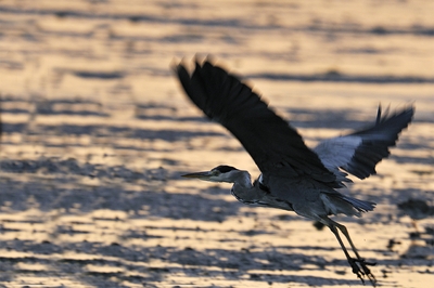 ardea_cinerea_croe.jpg